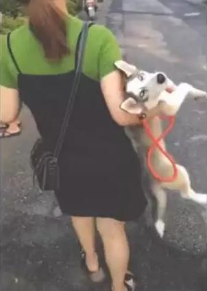 这只二哈可以活到现在真的纯靠演技