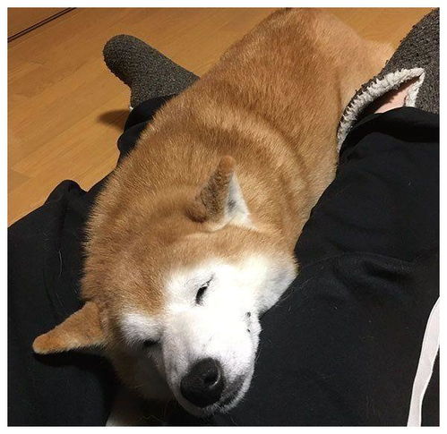 主人外出没带狗狗,柴犬的表情仿佛世界末日,你要抛家弃子吗