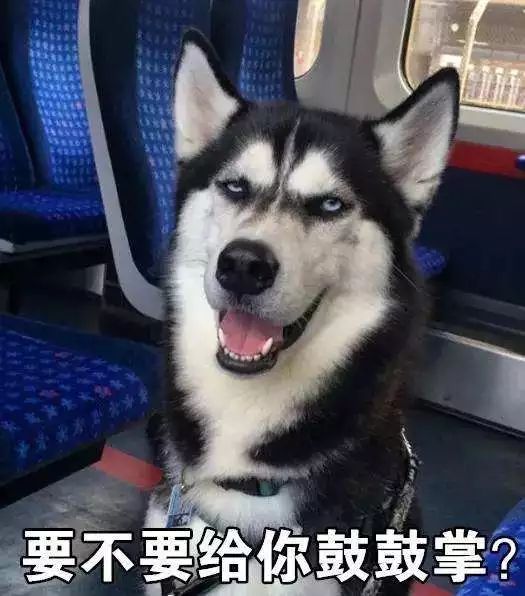 每天跑步机跑不停,还侦破大案,松江这群汪星人也太厉害了吧