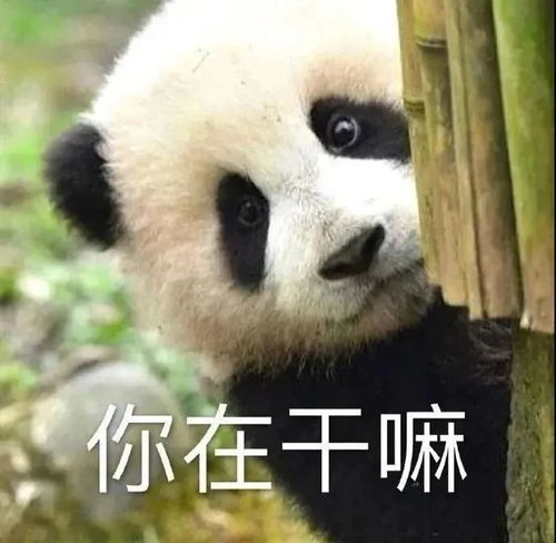沙雕表情包妇女打架搞笑表情包0823期