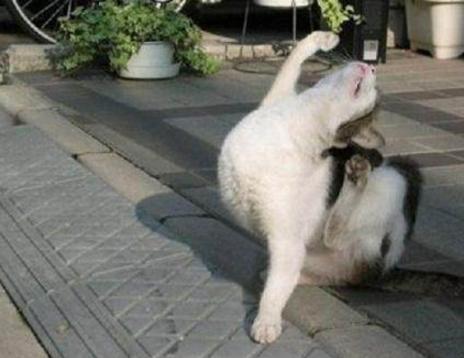 猫咪才是真正的跳舞大师,看完纷纷表示猫咪成精了