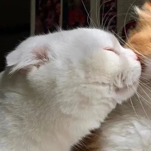 情侣头像超可爱的猫猫情头