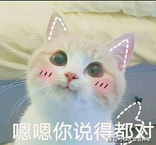 猫咪搞笑表情包表情