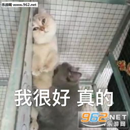 没有钱我很难帮你办事啊表情包图片女人啊还是要哄表情包下载乐游网游戏下载