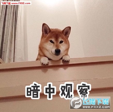 柴犬搞笑表情柴犬带字图片表情包下载飞翔下载