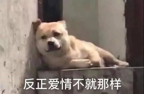 表情包就想问问你心里有没有我