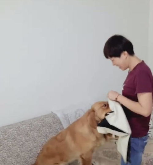 主人说不给狗狗买吃的,结果金毛激烈的反应瞬间吓坏所有人