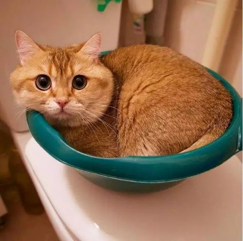 橘猫到底是一个怎样的存在呢