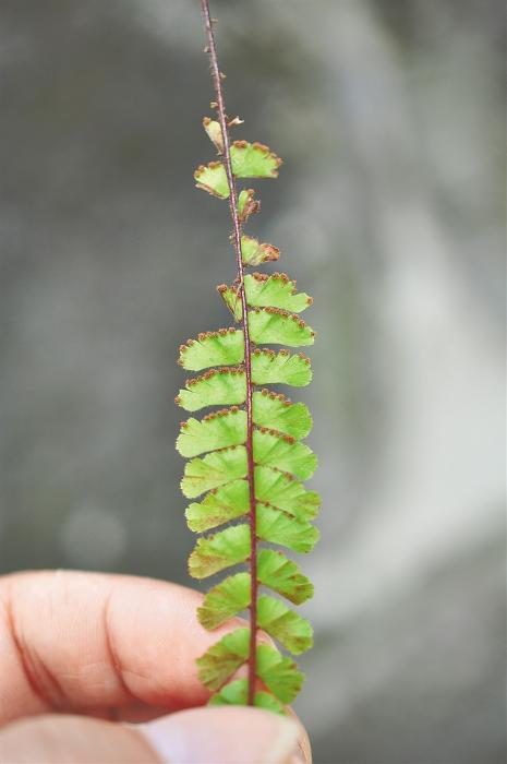 琼岛蕨迹