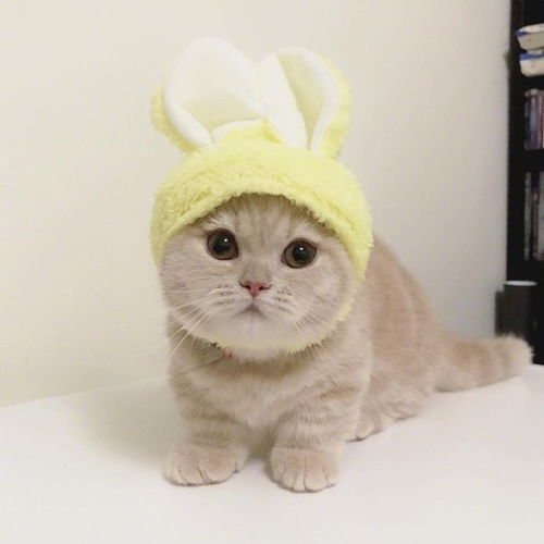 萌萌哒可爱短腿小橘猫