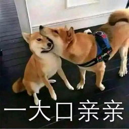 和对象的甜甜表情包