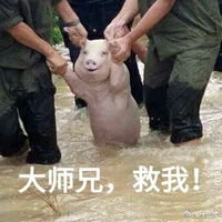 网红小猪爆笑表情包带字大全网红小猪被做成表情包了