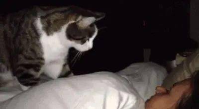 养了宠物之后还想有隐私