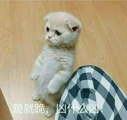 小猫表情包头像超凶