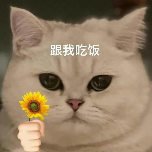 日常沙雕表情包i走带你出去溜溜
