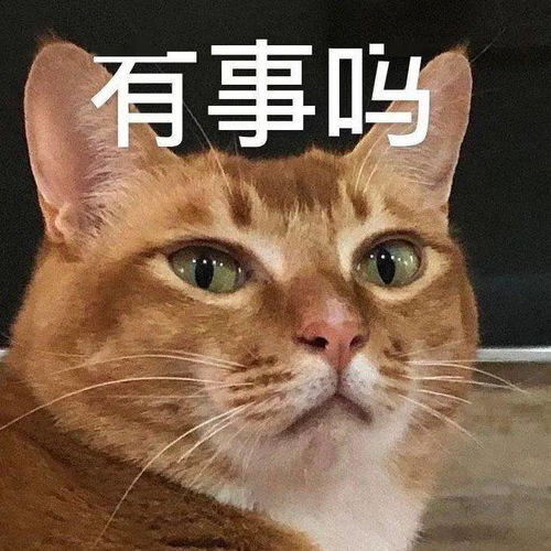 网红猫咪沙雕猫咪敦敦表情包四