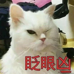 超级凶的猫咪表情包搞笑频道