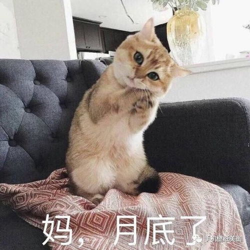 朋友圈背景图,抖音超火表情包带字