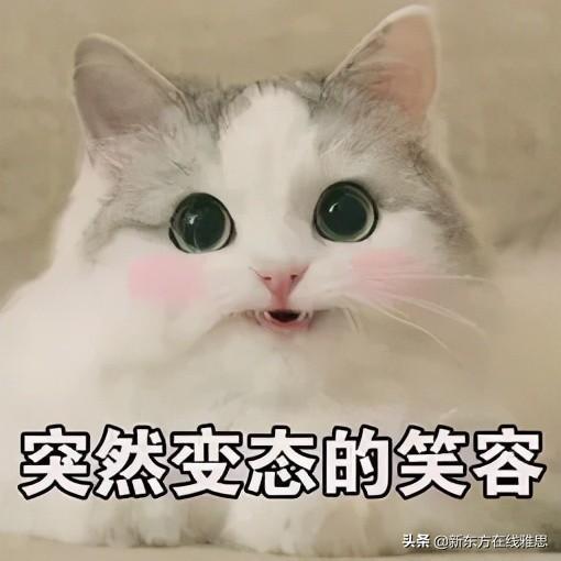不准点我名二哈表情包