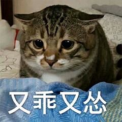猫咪表情包搞笑养猫