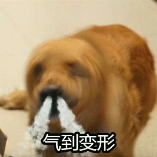 最新表情包图片可爱搞笑,沙雕逗逼融为一体