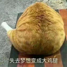 猫咪表情包合集谁还不是谁的小公举呢