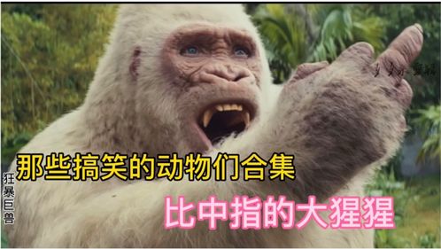 男子向猩猩示好猩猩比中指回应这些动物没谁了搞笑动物合集