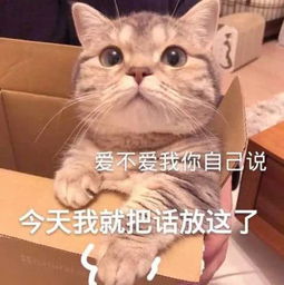 公主殿下您的表情包库该更新了,备好了萌猫表情包,欢迎莅临检阅