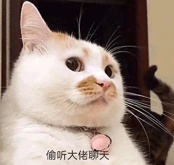 可爱搞笑表情包图片偷听大佬聊天,你管我几点睡