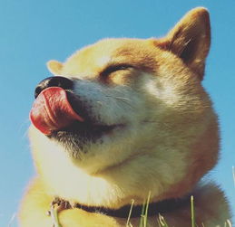 柴犬vs哈士奇,论养了只表情包是什么感觉