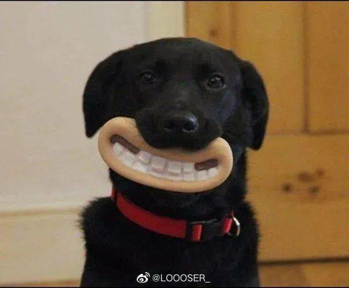 当沙雕网友遇上蠢萌猫狗,今日份的沙雕表情包又增加了