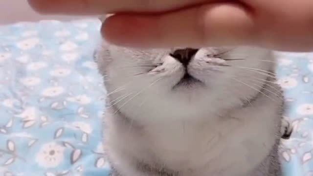主人这样跟猫咪玩,猫咪无奈的表情太搞笑了