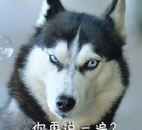 二哈搞笑表情包大合集看了三遍,笑了200次