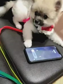 狗狗困意来袭趴手机上酣睡,一个电话过来,狗狗表情让女子笑喷了