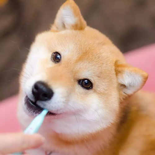 做表情包的文字搞笑柴犬