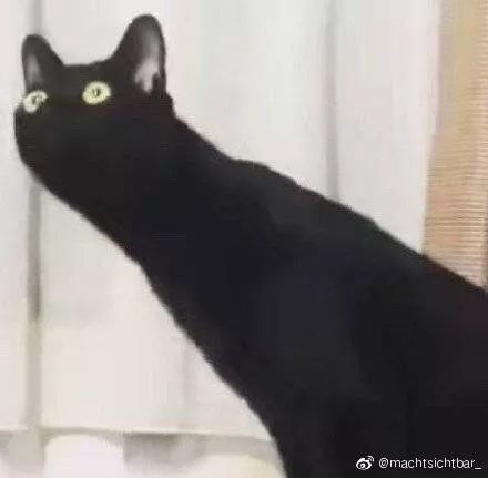 猫是液体歪歪歪