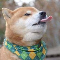 二哈和柴犬头像高清微信头像图片大全