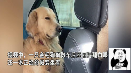 金毛坐车时打盹犯困,实力演绎困成狗,表情放飞引网友爆笑