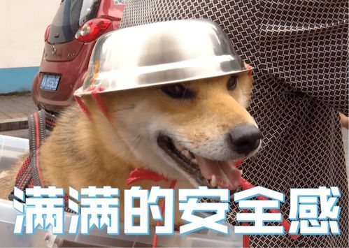 笑出声大爷给柴犬狗子带上了戴铁盆头盔,秒变表情包