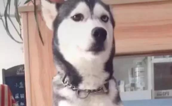 哈士奇闻一下臭脚,表情扭曲后干呕,二哈味道堪比榴莲