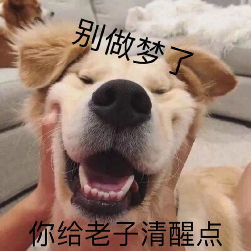 斗图必备的搞怪表情包