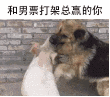 搞笑表情包敢不敢发给你的女朋友