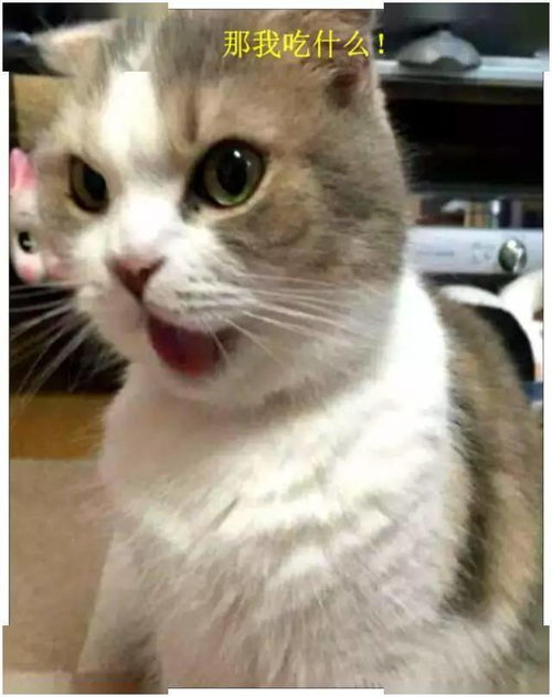告诉猫咪没钱买小鱼干了,它听到后的表情,让主人瞬间笑喷