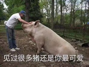 iphone壁纸微信表情包男生女生喜欢的都有