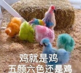今日份搞笑表情包18张鸡就是鸡,五颜六色还是鸡