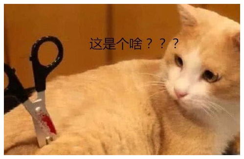 女孩恶作剧,故意拿剪刀刺橘猫,橘猫的表情让人笑喷