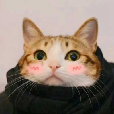 可人卖萌小猫情头头像