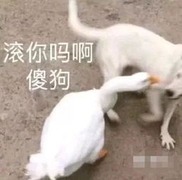 表情包丨嘴臭网友已上线
