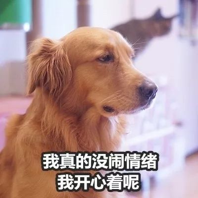生气搞笑表情包金毛
