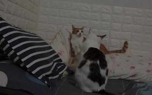 表情两只猫打架,表情超搞笑,仿佛静止画面哔哩哔哩干杯bilibili表情